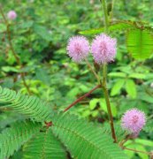 含羞草、花卉種子、花種、盆花