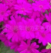 瓜葉菊（東方1號(hào)）種子，花卉種子、花種、