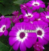 瓜葉菊：東方三號(hào)，瓜葉菊種子、盆栽花卉、花